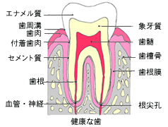 健康な歯